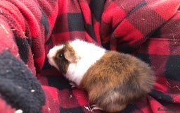 Guinea Pig rodents for sale: Female guinea pig for adoption - Image 1