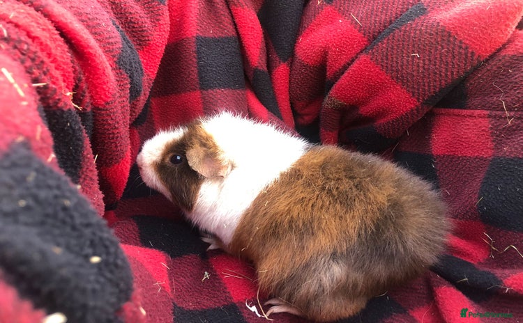 Guinea Pig rodents - Advert 14