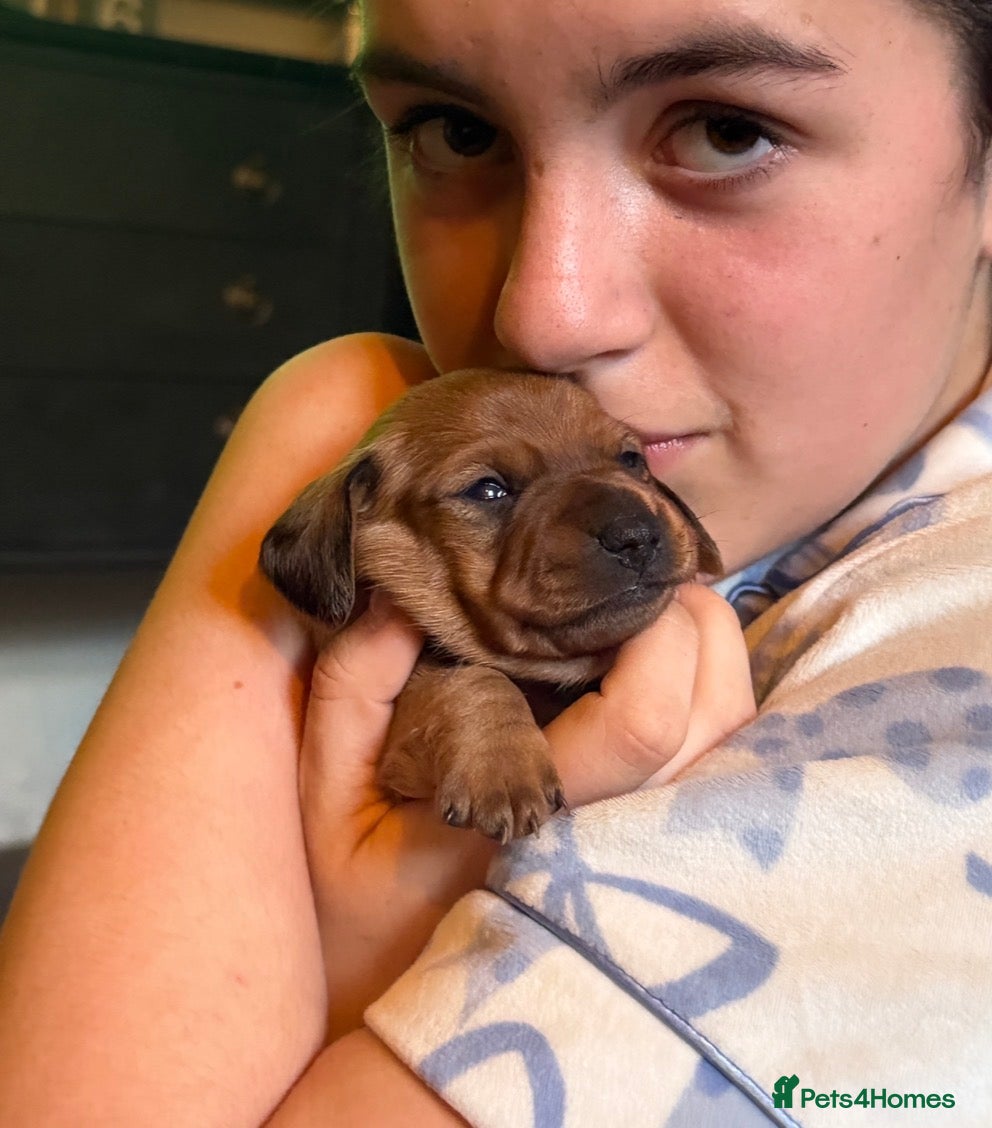 Dachshund dogs 🐾 5 Beautiful Miniature Dachshund Girls  - Advert 2