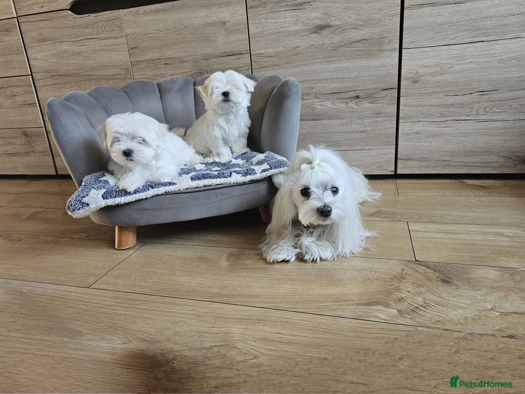 Maltese dogs for sale: Korean Maltese Puppies Available  - Advert 3