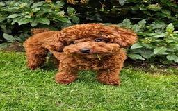 Cavapoo dogs for sale: STUNNING DEEP RED CAVAPOO PUPPIES  - Image 10