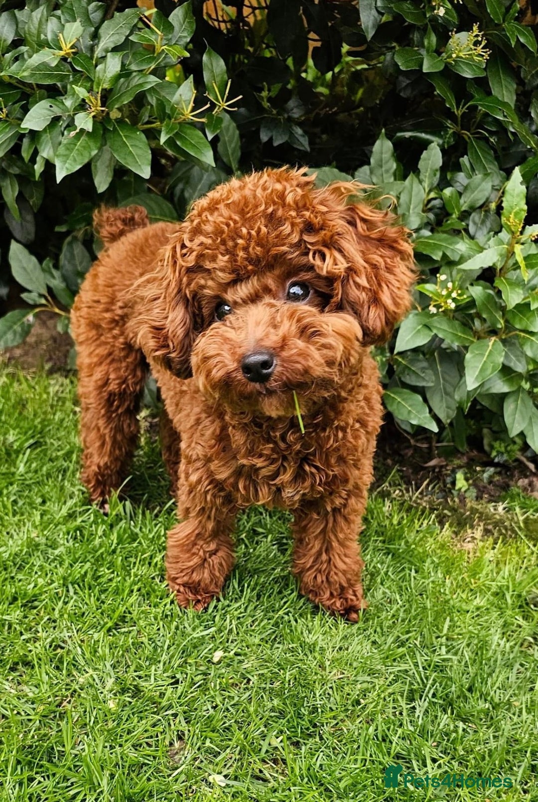 Cavapoo dogs for sale: STUNNING DEEP RED CAVAPOO PUPPIES  - Image 10