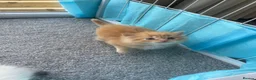 Mixed Breed cats for sale: 2 Beautiful Ragdoll Kittens for Sale – Ready 🐾 - Advert 6