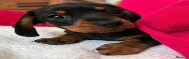 Miniature Dachshund 2