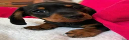 Miniature Dachshund dogs for sale: Litter of four Miniature Dachshunds - Advert 2