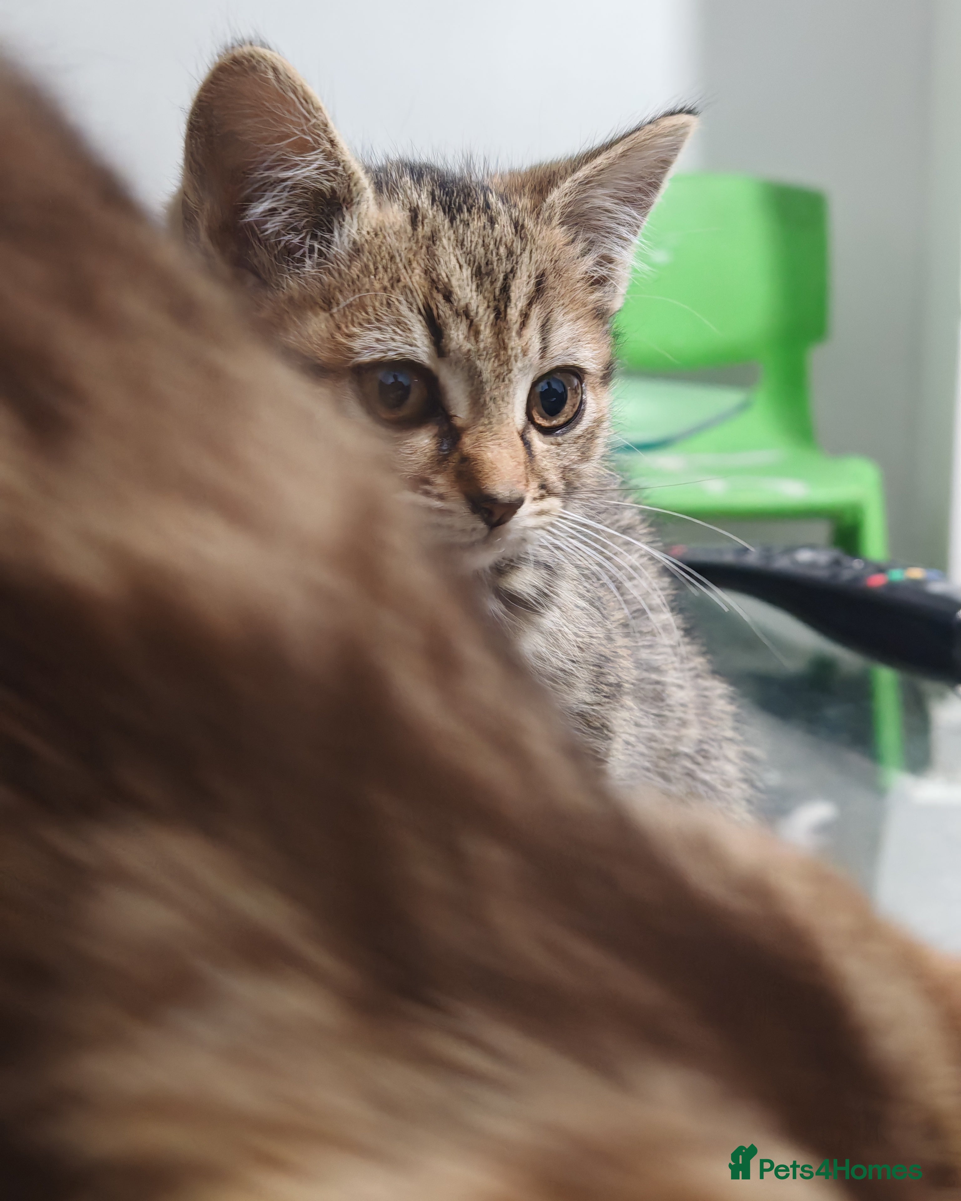 Mixed Breed cats 🐾 Two Beautiful Male Kittens Available –  –  - Advert 1