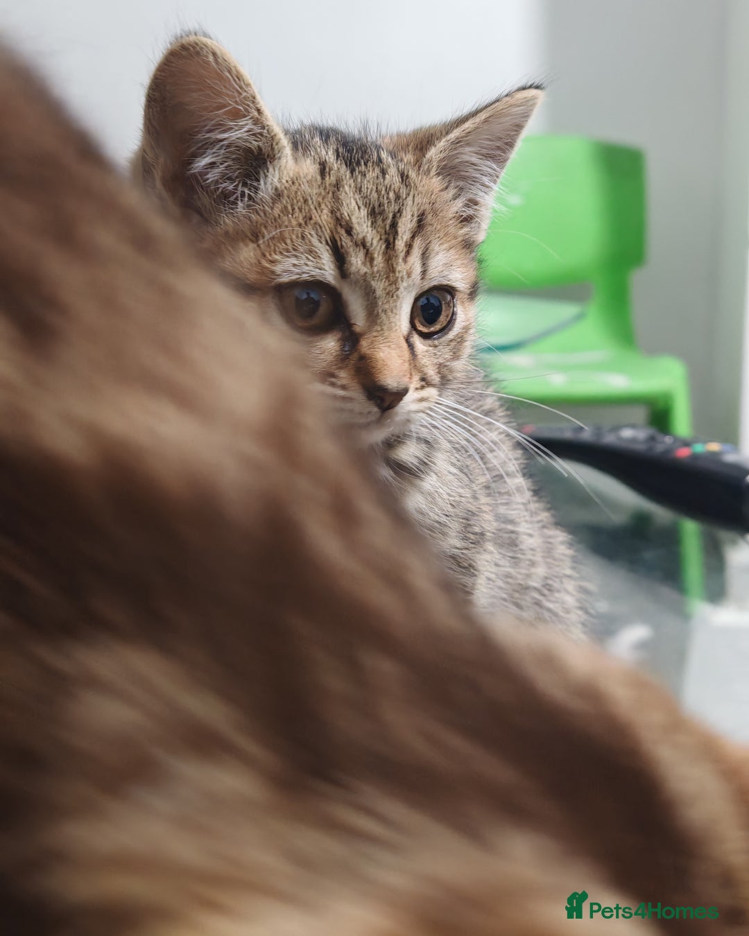 Mixed Breed cats for sale: 🐾 Two Beautiful Male Kittens Available –  –  - Advert 1