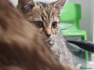 Mixed Breed cats 🐾 Two Beautiful Male Kittens Available – – - Advert 8