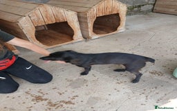 Mixed Breed dogs for adoption: Madison, 2 yrs approx. Available for adoption.. - Image 8