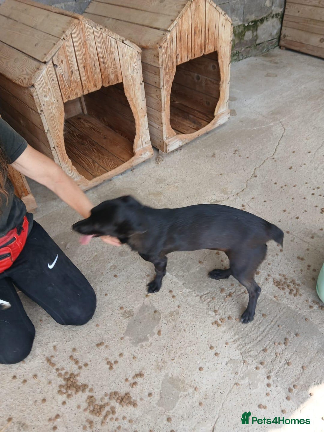 Mixed Breed dogs for adoption: Madison, 2 yrs approx. Available for adoption.. - Image 8