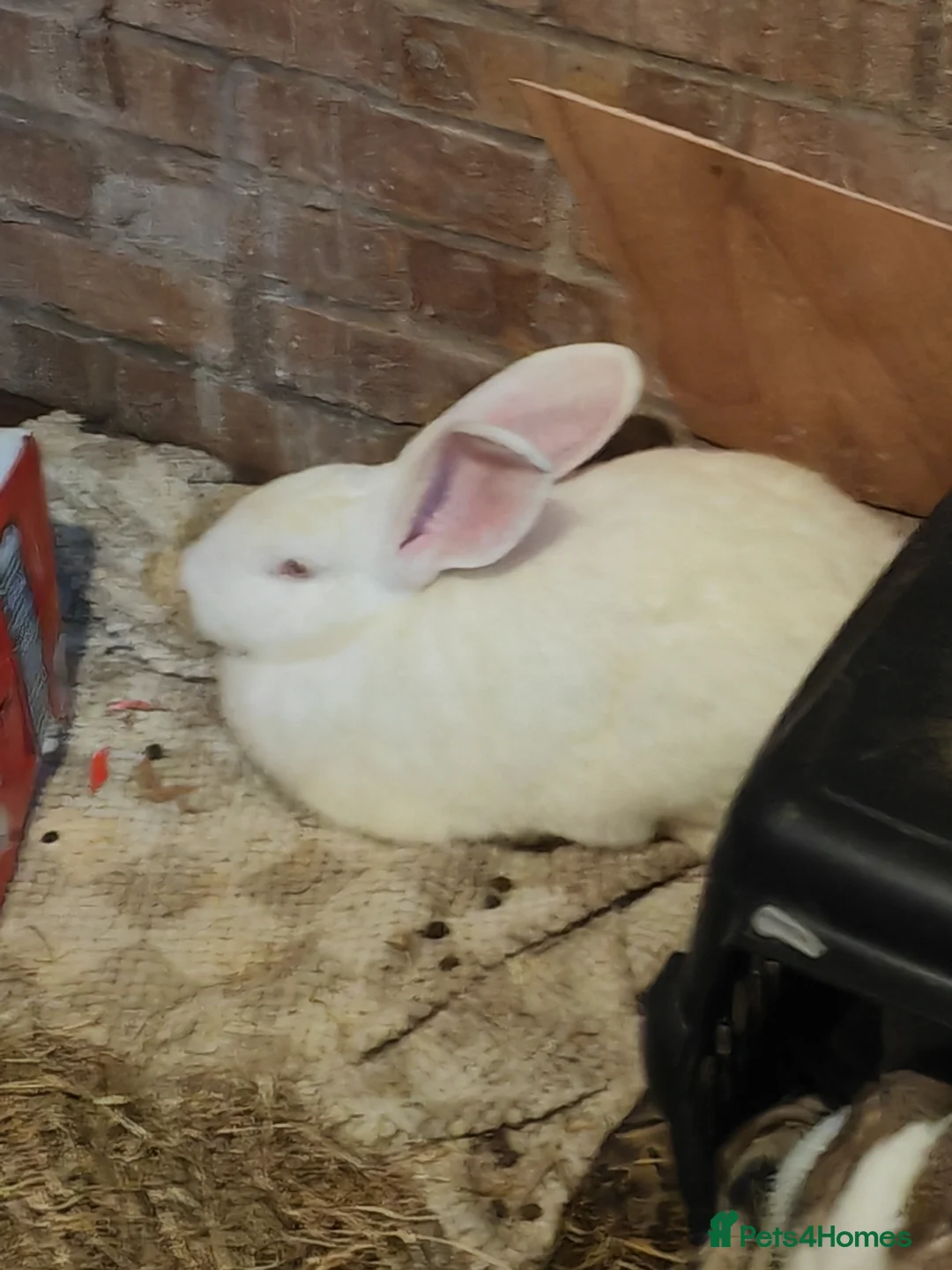 Flemish rabbits for sale: Pure Flemish  - Advert 2