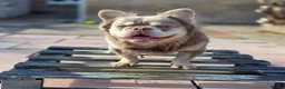 French Bulldog dogs for stud: MR COMPACTABULL  - Advert 3