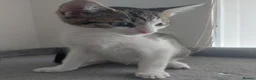 Mixed Breed cats for sale: Looking for a Home – Free to the Right Family  - Advert 7