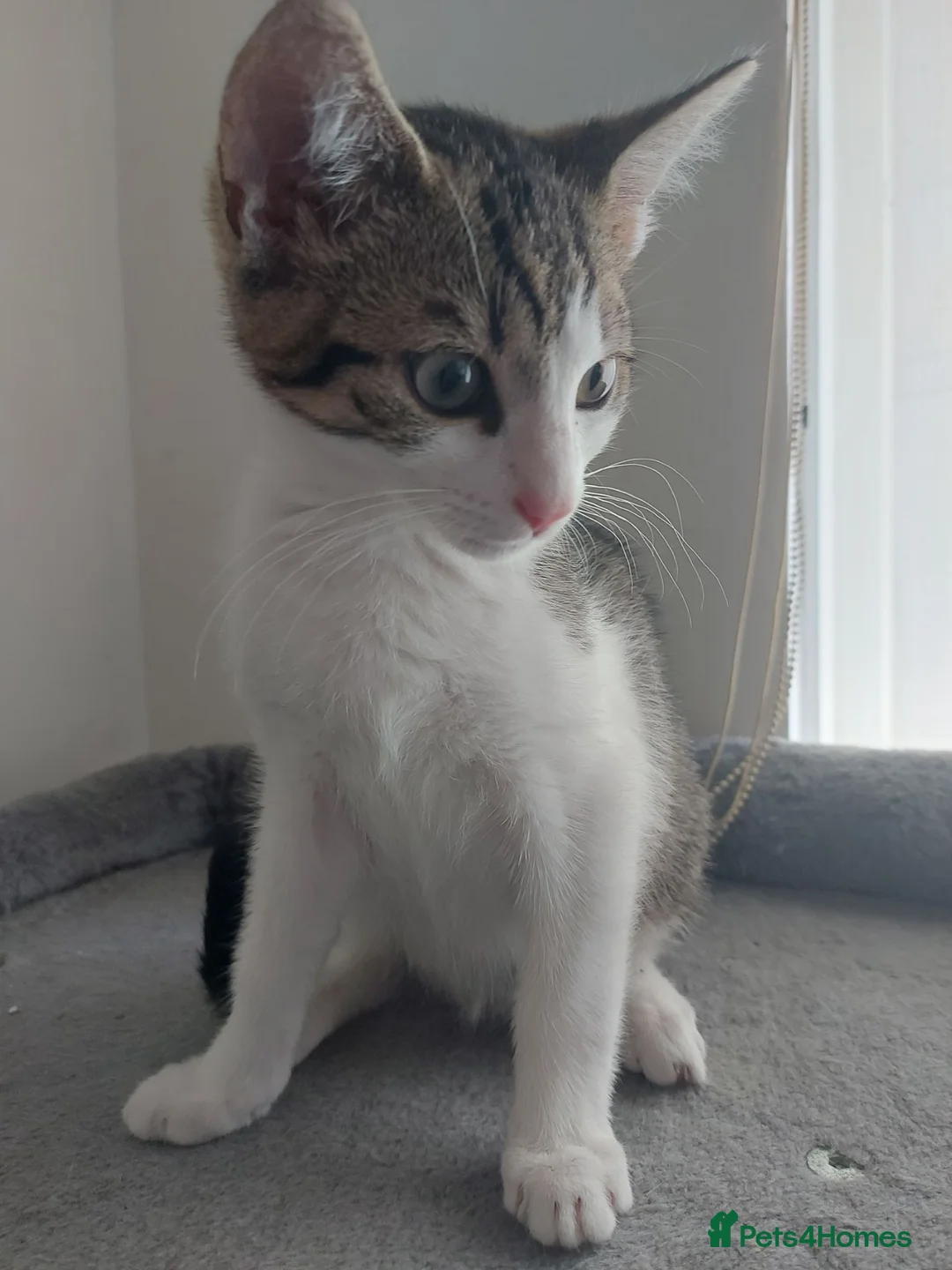 Mixed Breed cats for sale: Looking for a Home – Free to the Right Family  - Advert 7