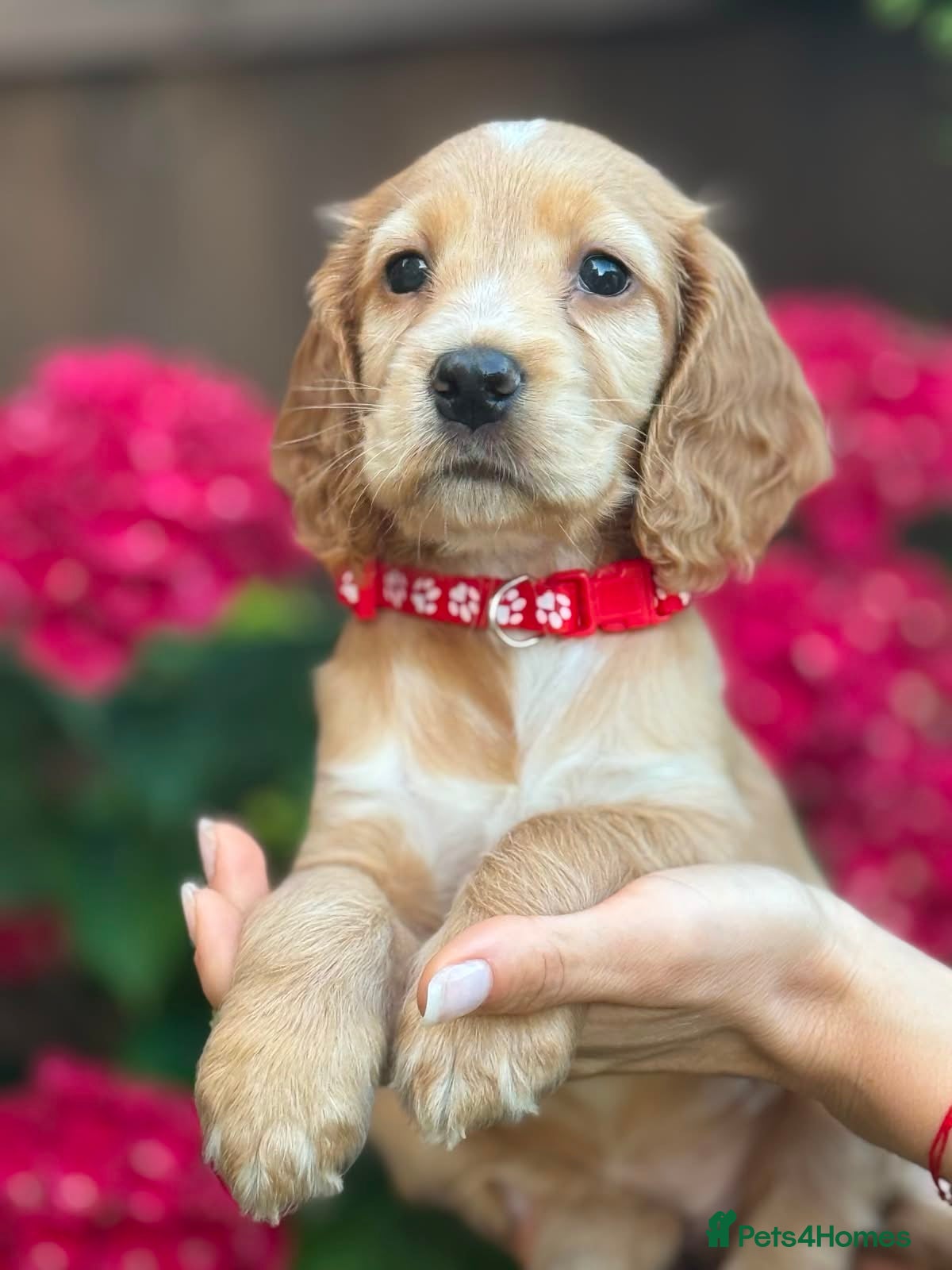 Cocker Spaniel dogs Gorgeous Show Type Cocker Spaniel Puppies - Advert 5