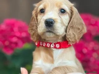 Cocker Spaniel dogs Gorgeous Show Type Cocker Spaniel Puppies - Advert 5