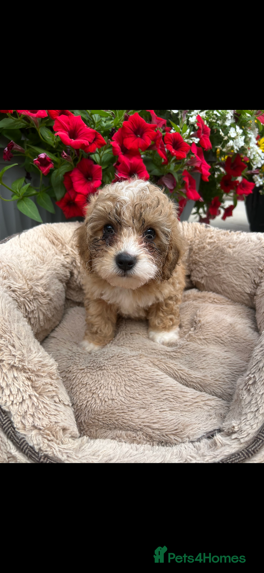 Poochon dogs for sale: Poochon  - Image 2