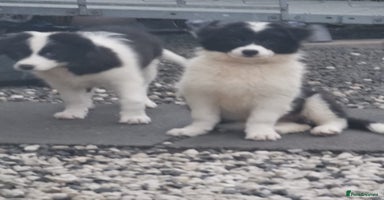 Border Collie dogs - Advert 2