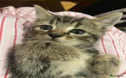 British Shorthair cats for sale: BEAUTIFUL BRITISH SHORT HAIRS - Image 12