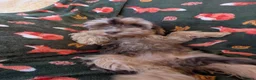 Cockapoo dogs for sale: 🌟 Superb chocolate sable cockapoo pups 🌟 in Maldon - Advert 9