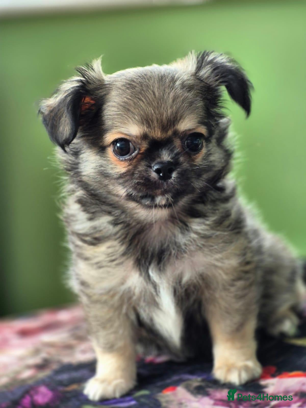 Chihuahua dogs Amazing Tiny Longcoat Chihuahua Puppies - Advert 15