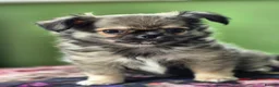 Chihuahua dogs for sale: Amazing Tiny Longcoat Chihuahua Puppies - Advert 16