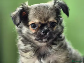 Chihuahua dogs Amazing Tiny Longcoat Chihuahua Puppies - Advert 15