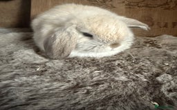 Mini Lop rabbits for sale: Mini lop baby boy - Image 3
