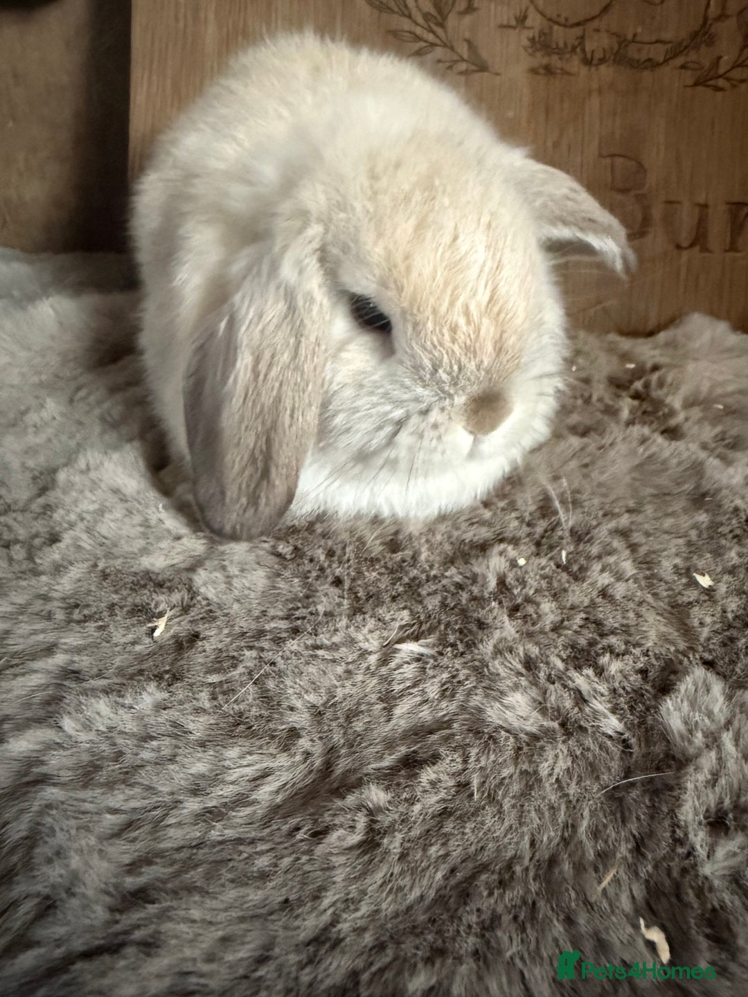 Mini Lop rabbits for sale: Mini lop baby boy - Image 3