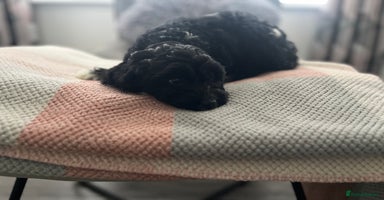 Cockapoo dogs - Advert 14