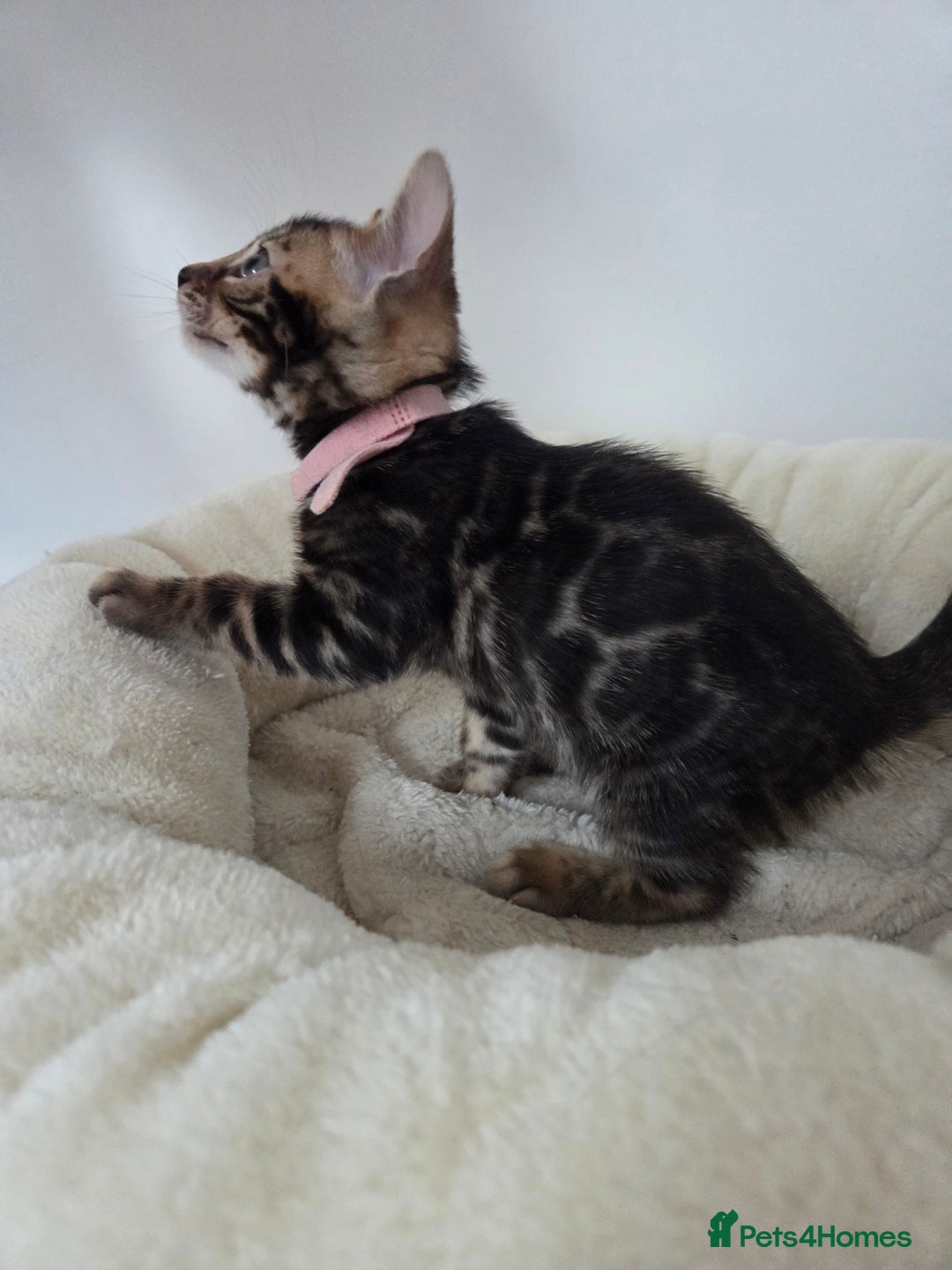 Bengal cats for sale: Tica register Bengal Kittens 😸  - Advert 15