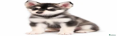 Pomsky 8