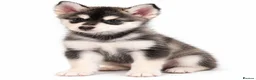 Pomsky dogs for sale: Pomsky Puppies  in Ormskirk - Advert 4
