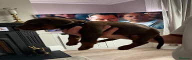 Dobermann 2