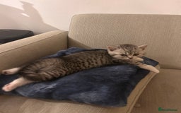 Scottish Fold cats for sale: Scottish fold and straights - Image 11