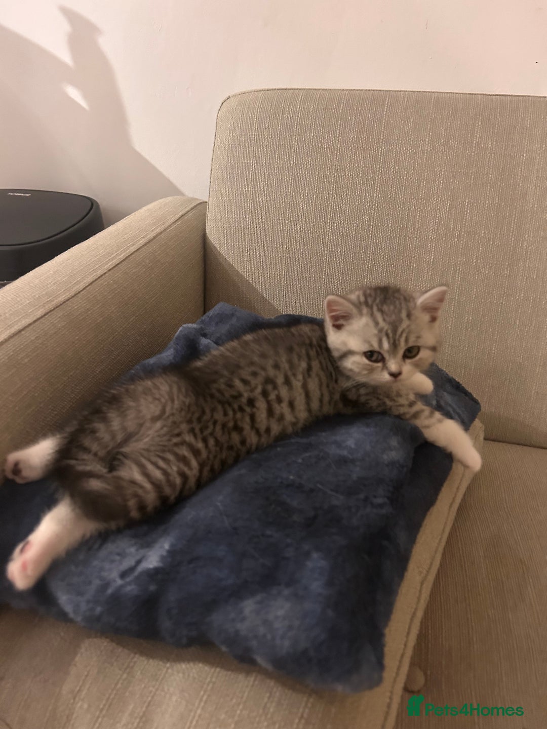 Scottish Fold cats for sale: Scottish fold and straights - Image 11