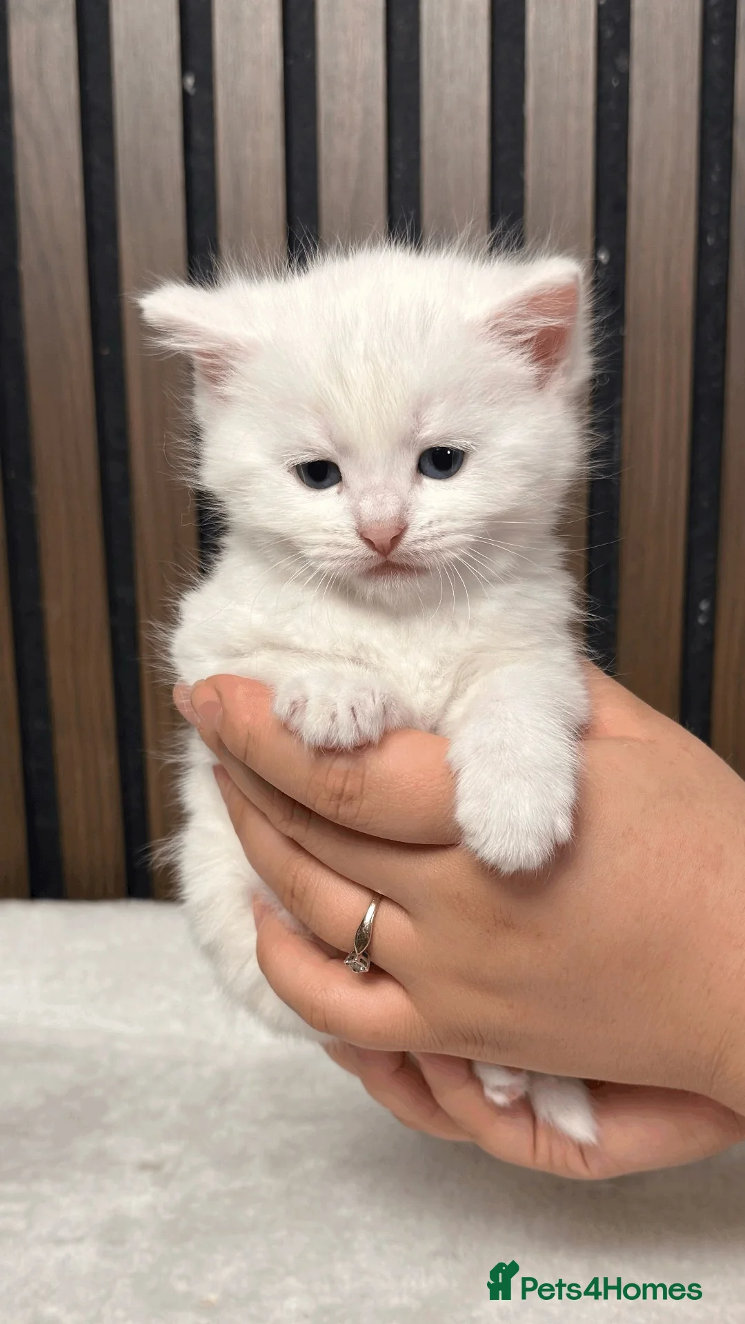 British Longhair cats for sale: 6 Fluffy White or Black Kittens | Ready in 3 Days! - Advert 2