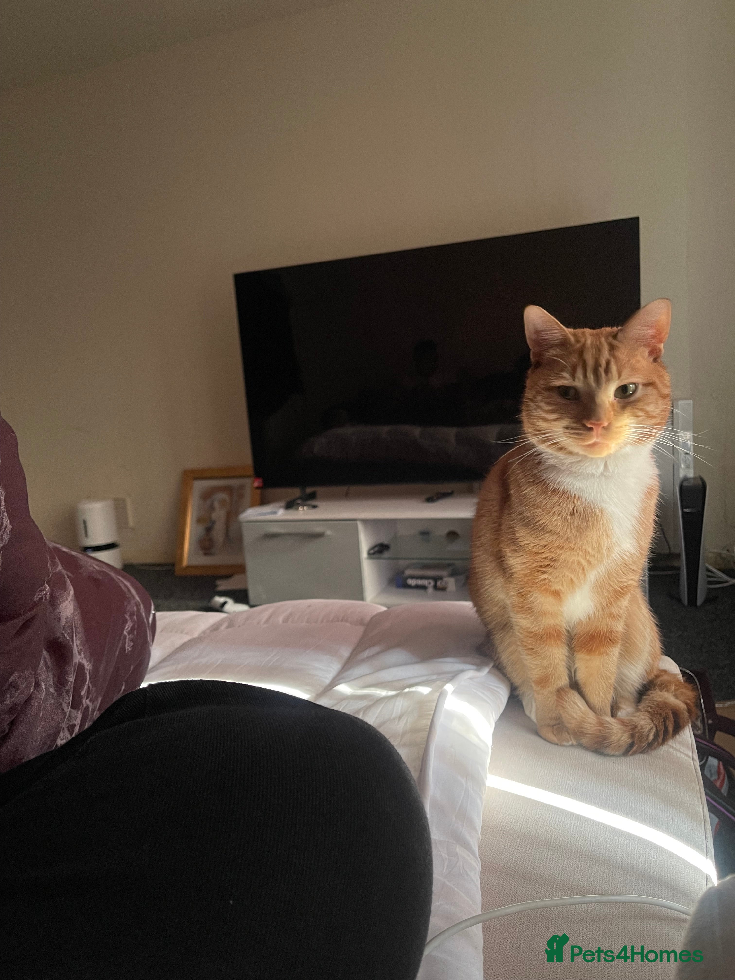 Domestic Shorthair cats Looking to rehome my sweet boy - Advert 20