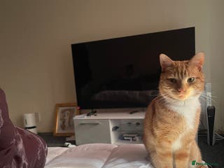 Domestic Shorthair cats Looking to rehome my sweet boy - Advert 19
