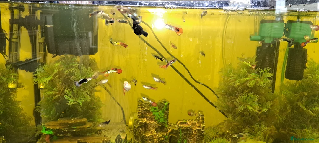 Live Bearers fish for sale: guppies in Thame - Advert 2