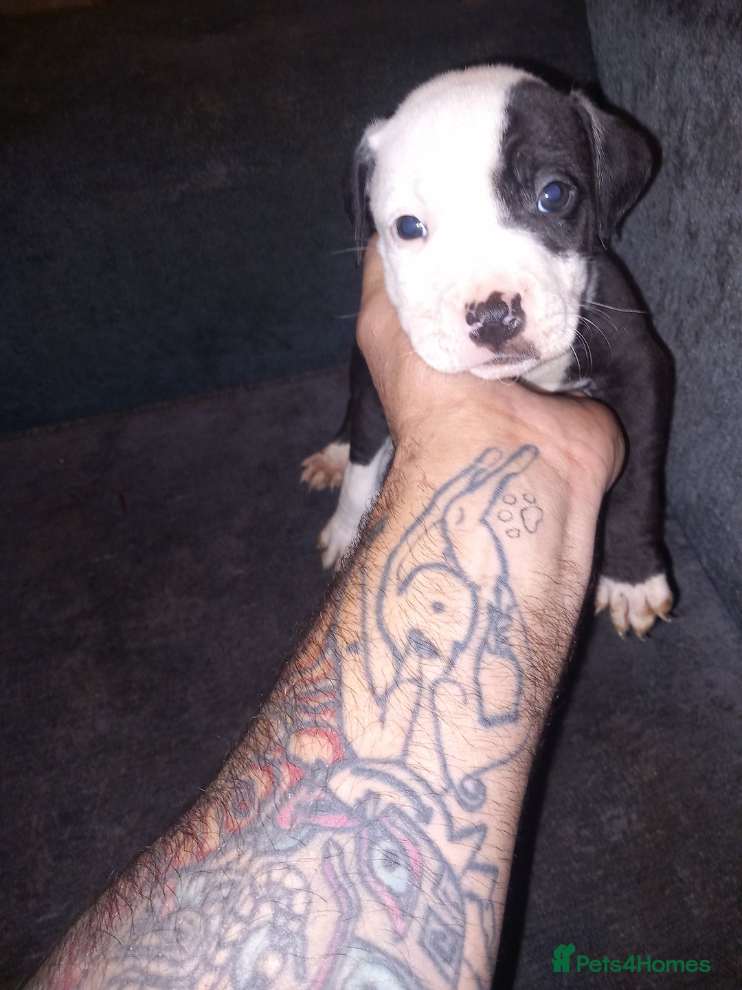 American Bulldog dogs for sale: Mr a FORD  - Advert 12