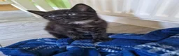 Mixed Breed cats for sale: Kittens - Advert 17