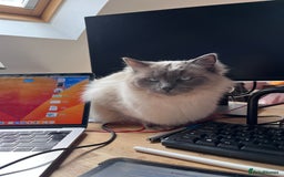 Ragdoll cats for sale: Two adorable ragdolls ready for new home  - Image 24