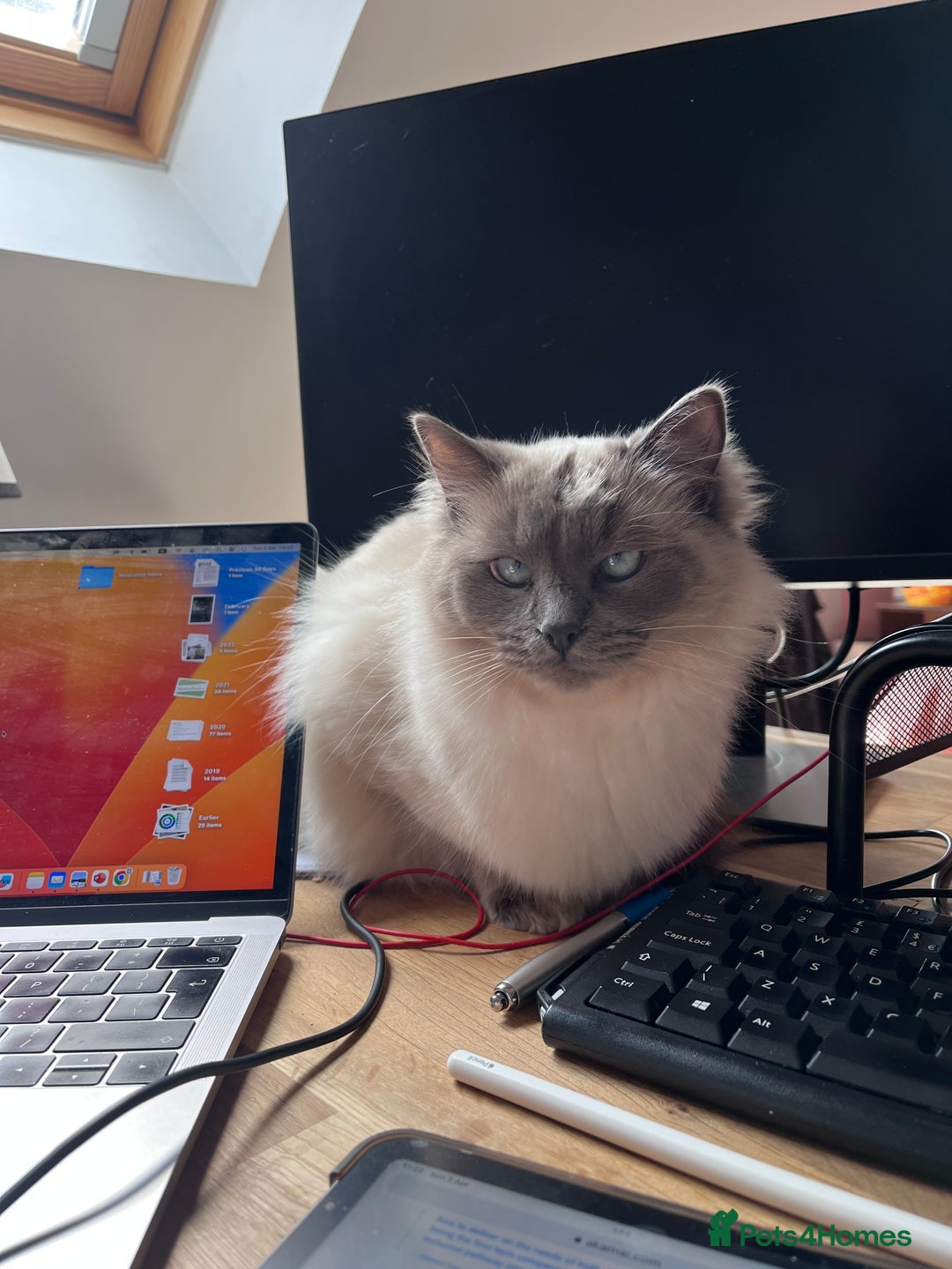 Ragdoll cats for sale: Two adorable ragdolls ready for new home  - Image 24