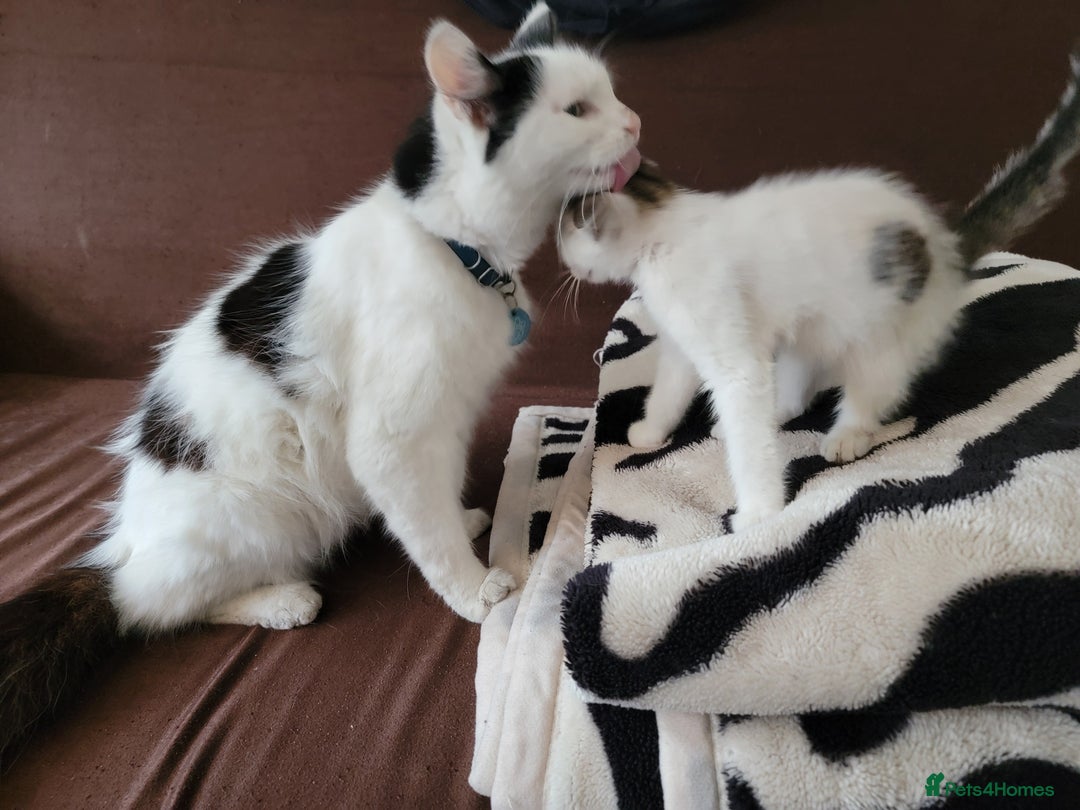 Domestic Shorthair cats for sale: 3 Adorable Kittens - Image 6