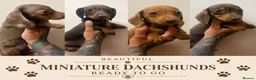 Dachshund dogs for sale: Beautiful miniature dachshunds ready to go - Advert 1