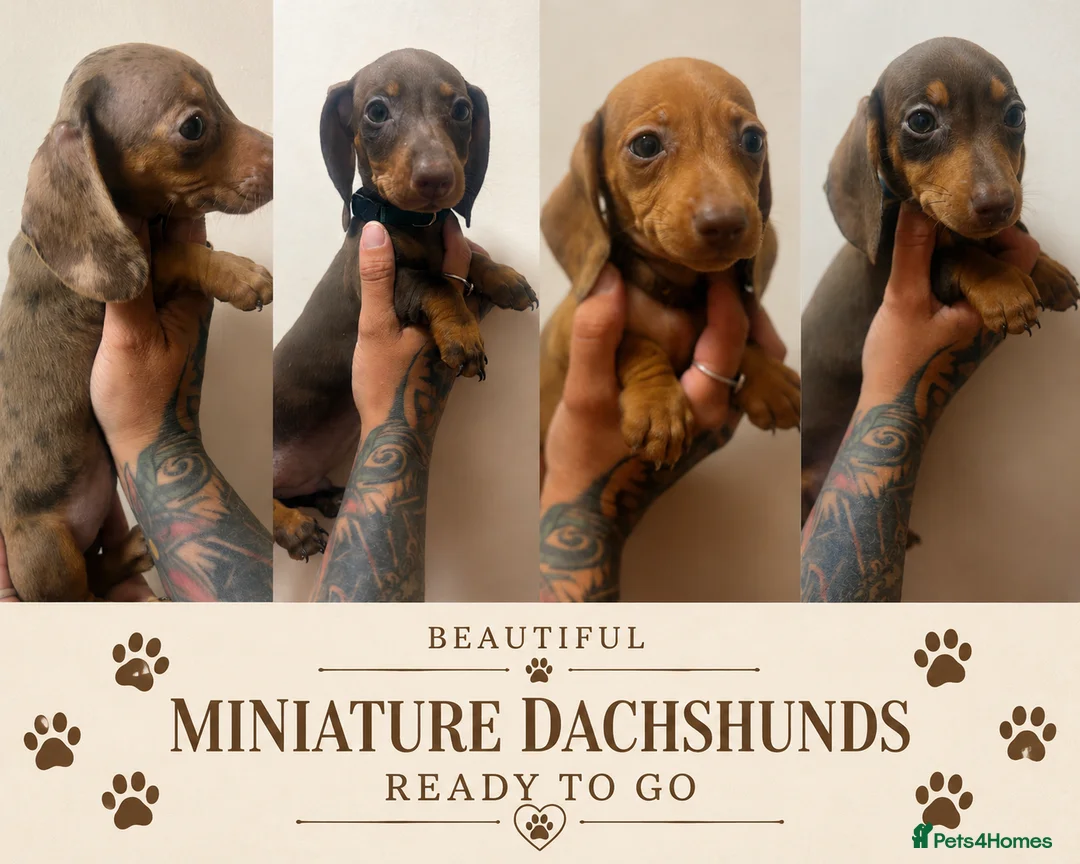 Dachshund dogs for sale: Beautiful miniature dachshunds ready to go - Advert 1