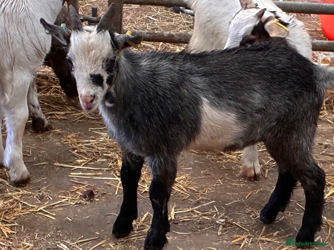 Goats livestock for sale: Selection of goats for sale  - Advert 6