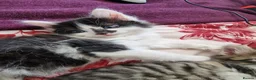 Mixed Breed cats for sale: 4 gorgeous kitten looking for their forever home - Advert 17