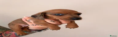Luigi (Dapple) 